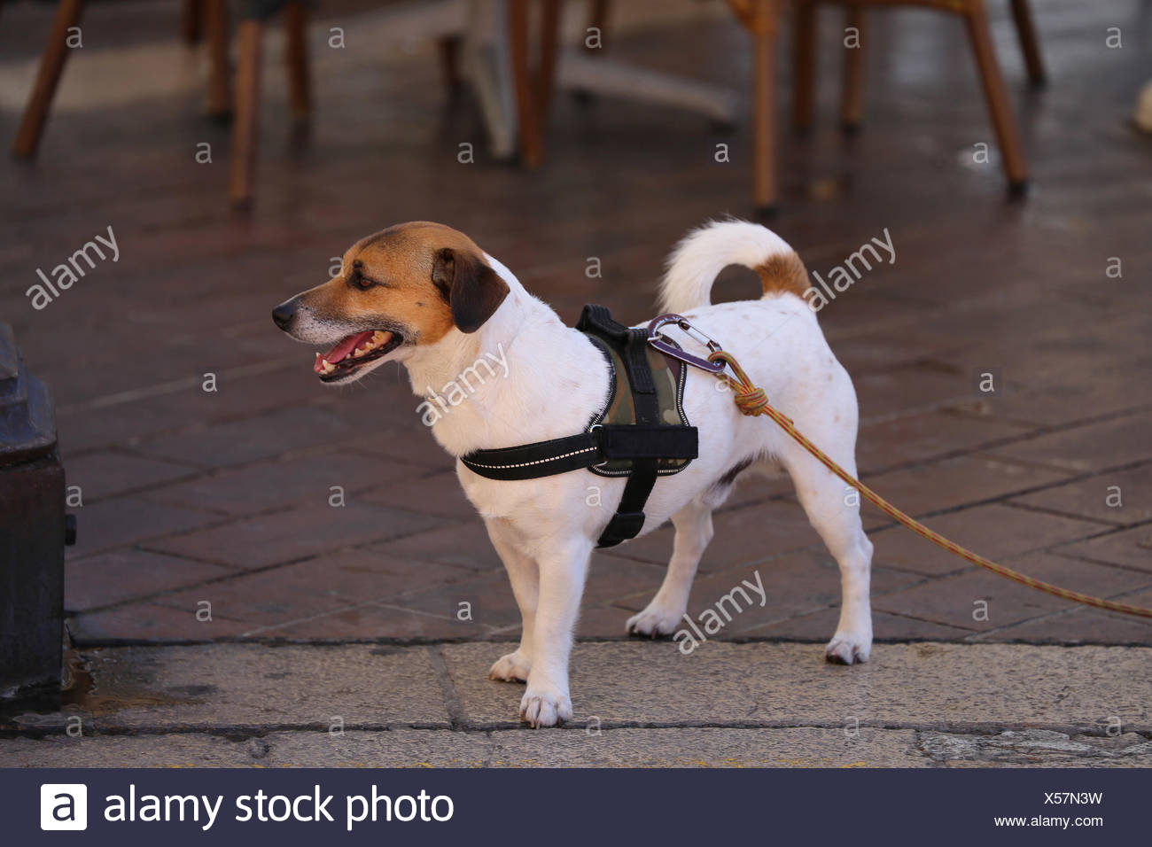 jack russell harness