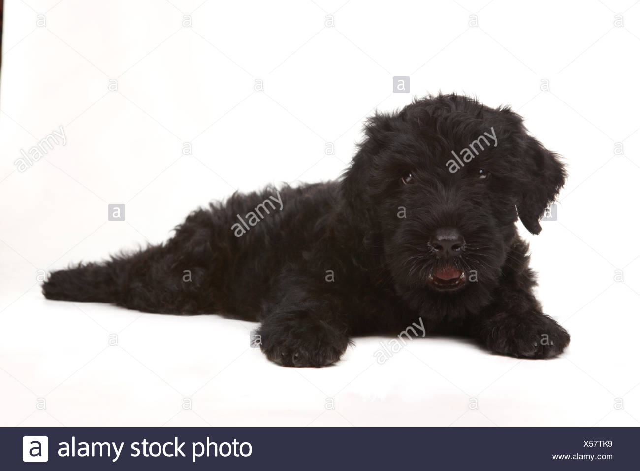white russian terrier
