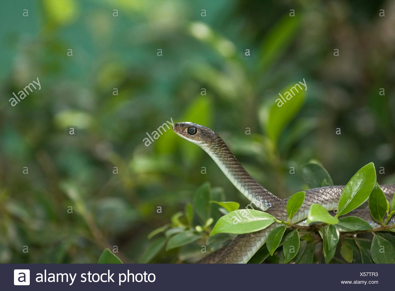 Indo Chinese Rat Snakes High Resolution Stock Photography and Images ...