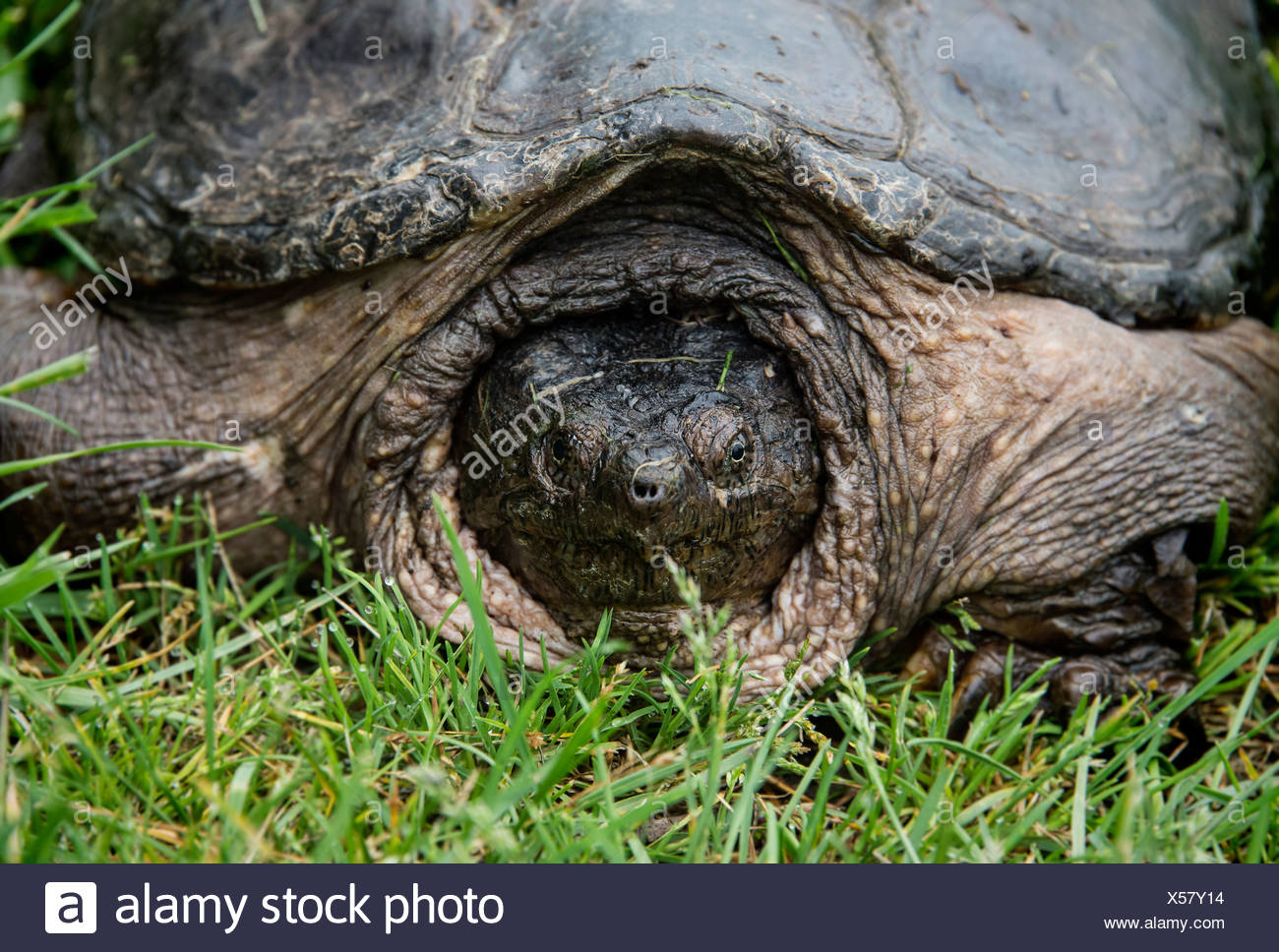 Large turtle Stock Photo