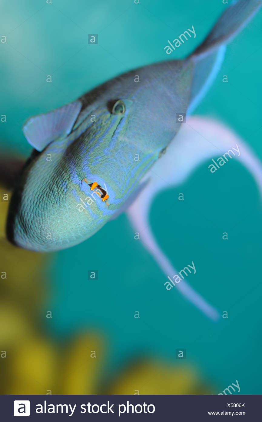 predatory tropical fish