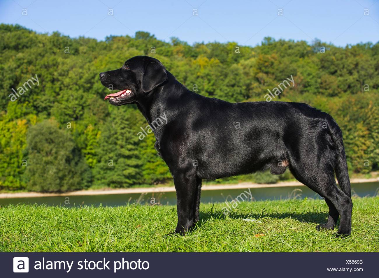 Black Labrador Retriever Standing High Resolution Stock Photography and