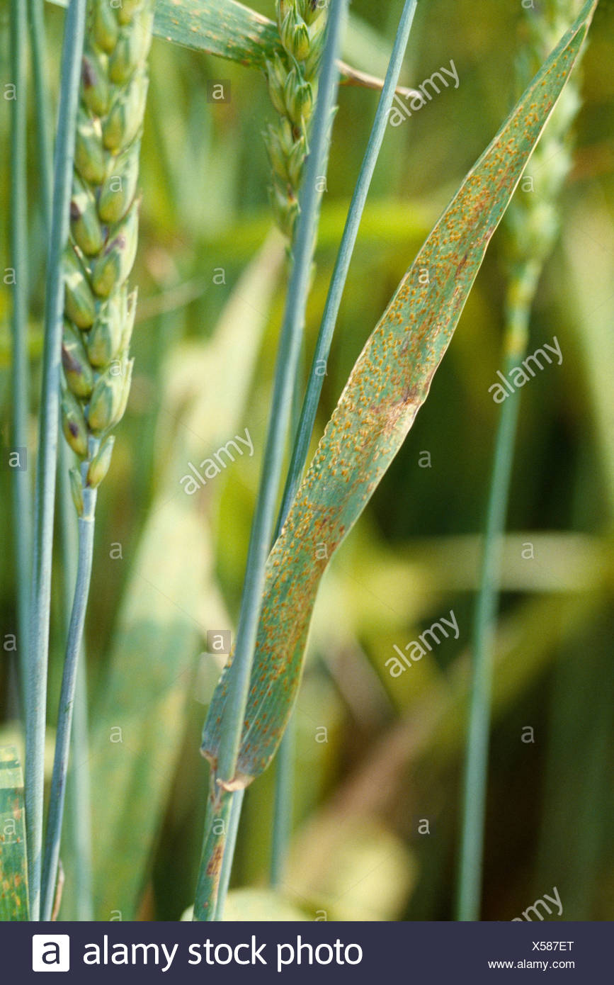 wheat leaf rust stock photos amp wheat leaf rust stock leaf rust