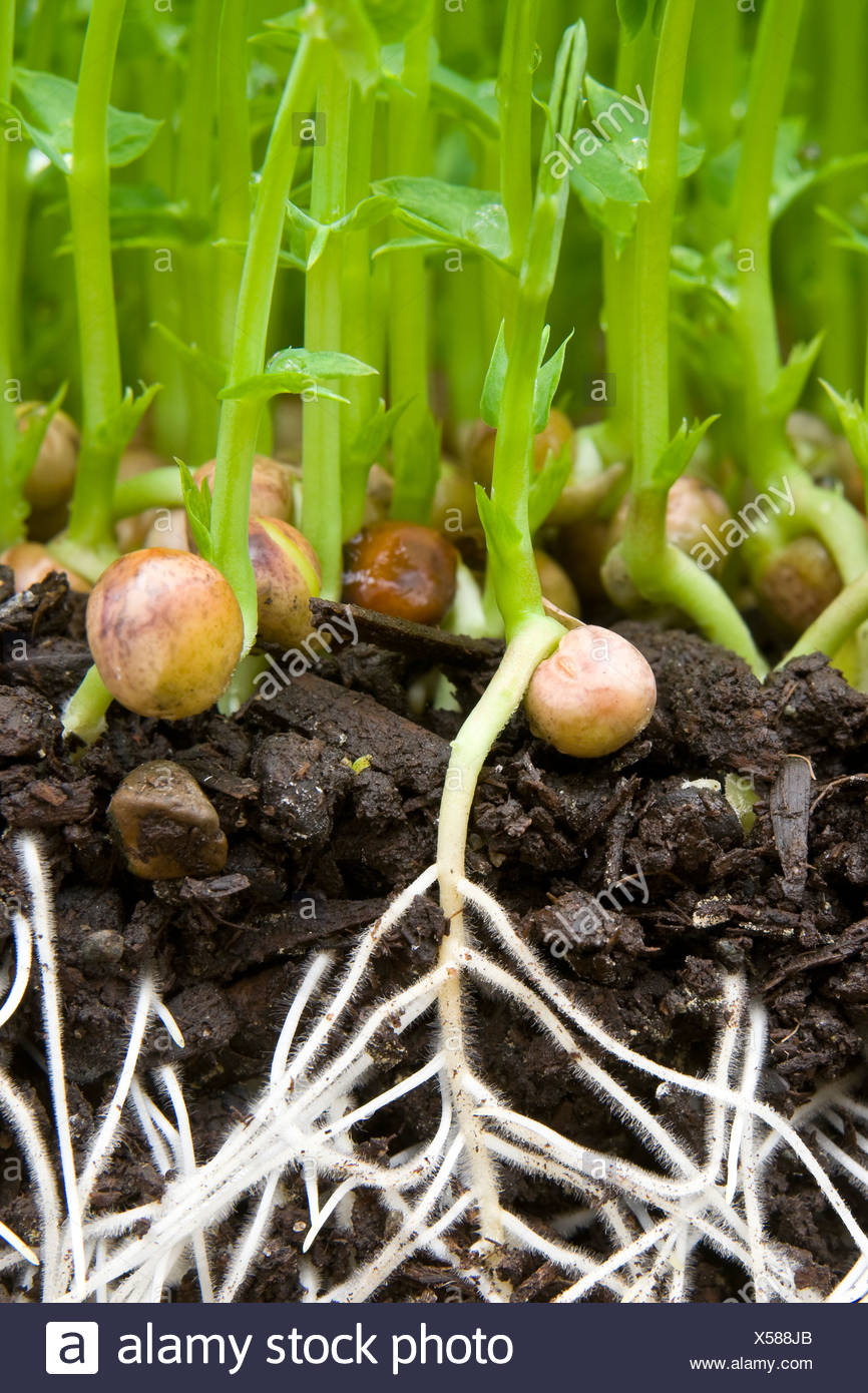 Growing Bean Sprouts High Resolution Stock Photography and Images Alamy