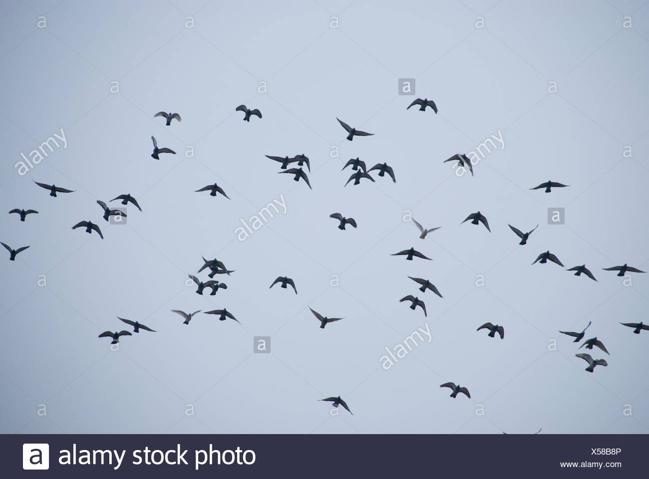 Malvorlag vogelschwarm Idea
