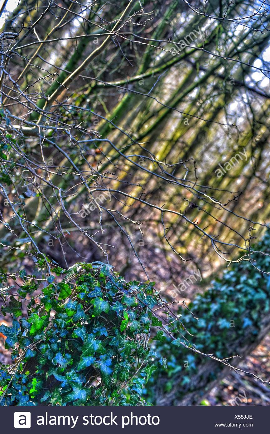 Trees In Forest Creeper Stock Photos & Trees In Forest Creeper Stock