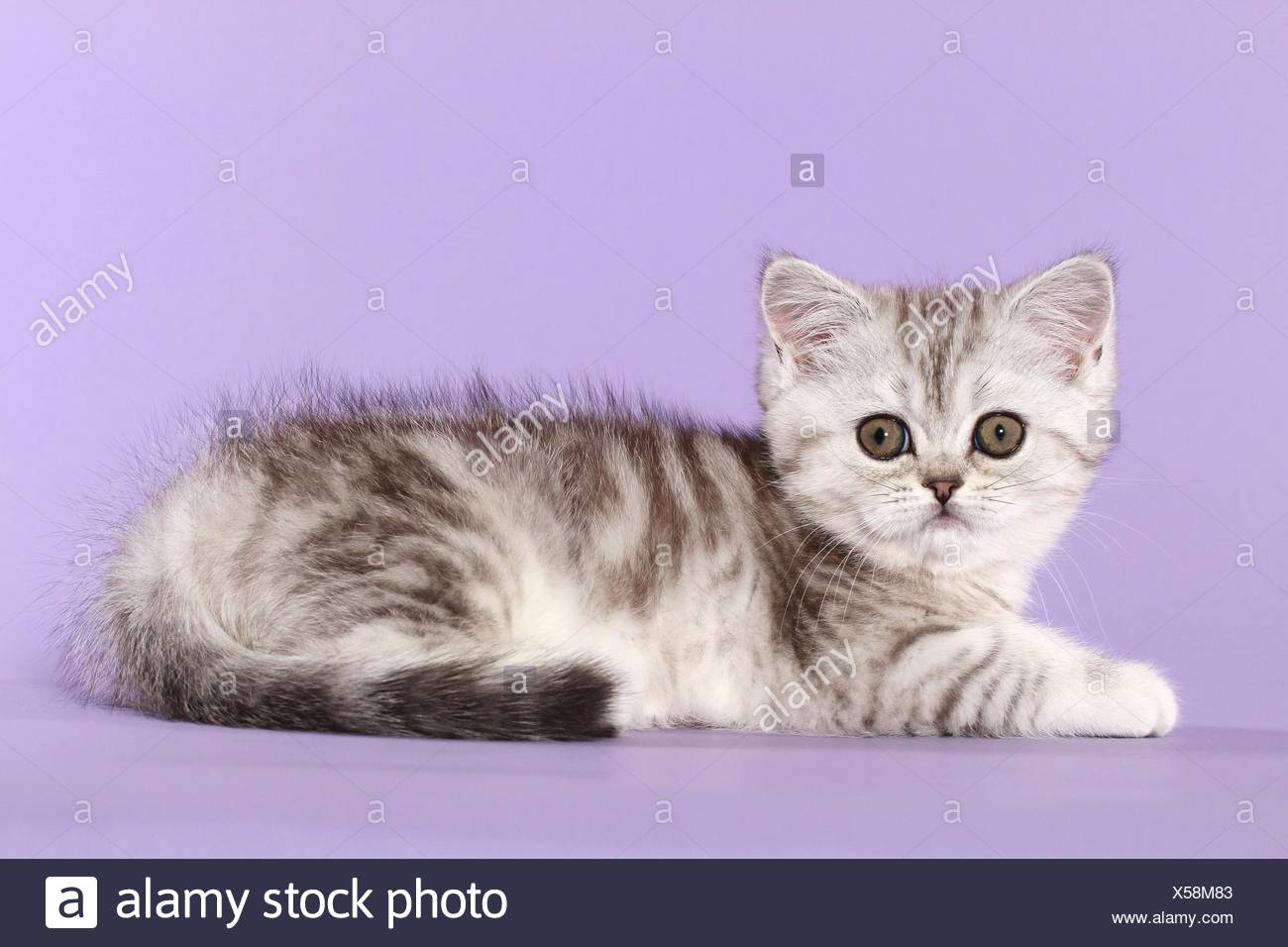 Lying Exotic Shorthair Kitten Stock Photo 278630691 Alamy