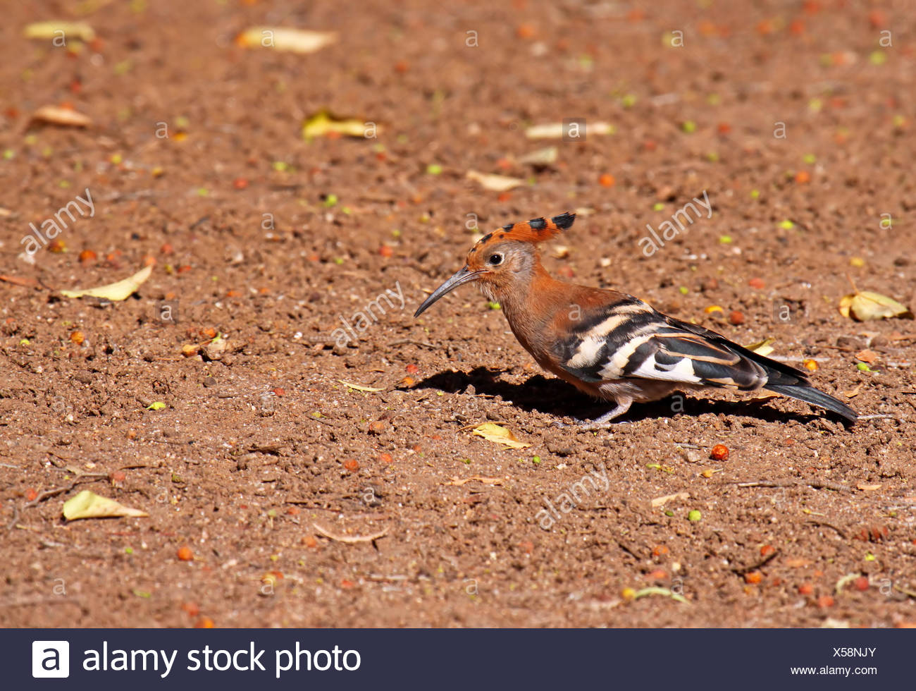 African hoopoe, south africa Stock Photo
