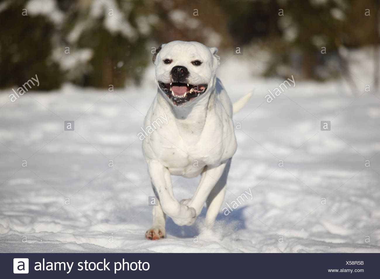 Page 2 Standard American Bulldog High Resolution Stock Photography And Images Alamy
