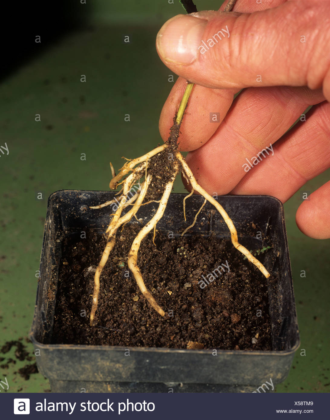 Root Cutting Propagation High Resolution Stock Photography And Images Alamy