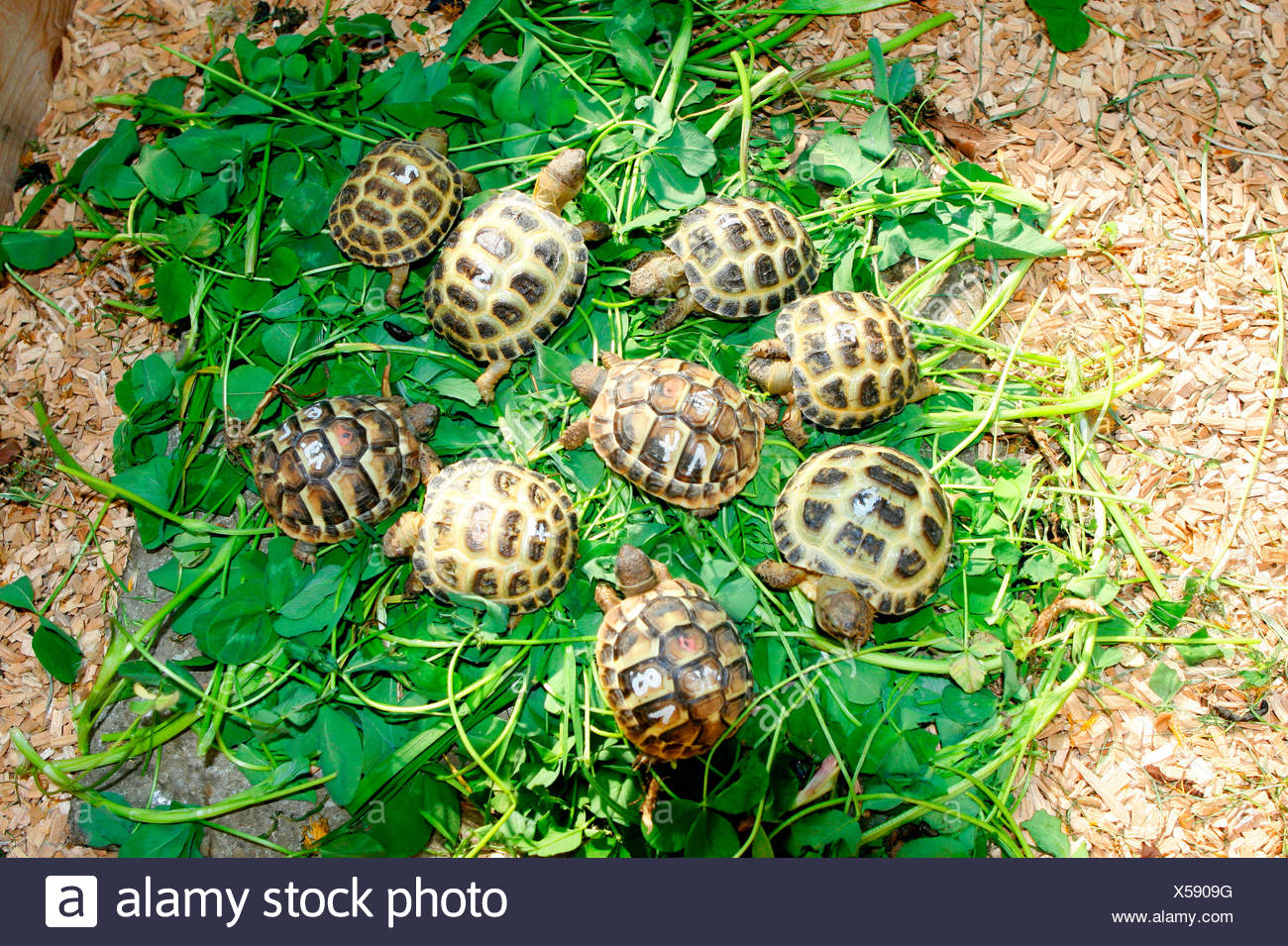 Greek Tortoise And Russian Tortoise Stock Photo Alamy