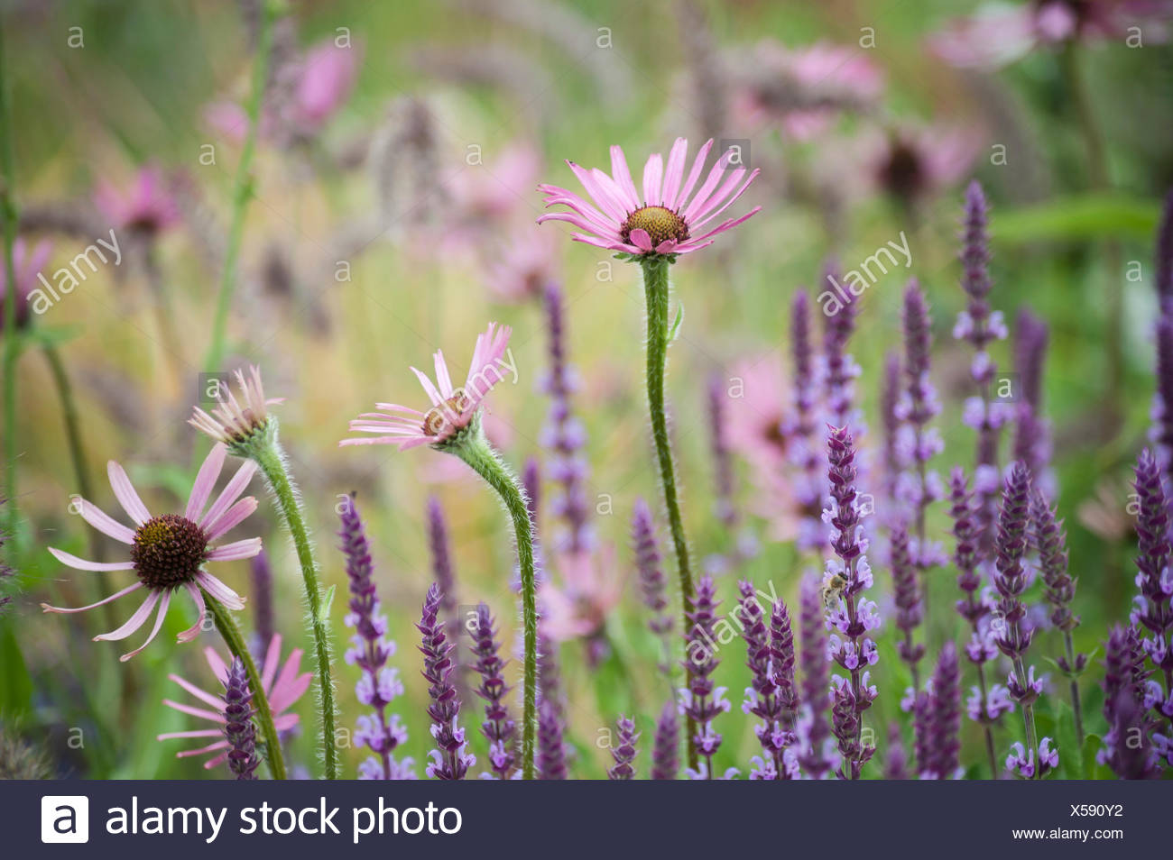 tennessee purple coneflower tennessee purple coneflower