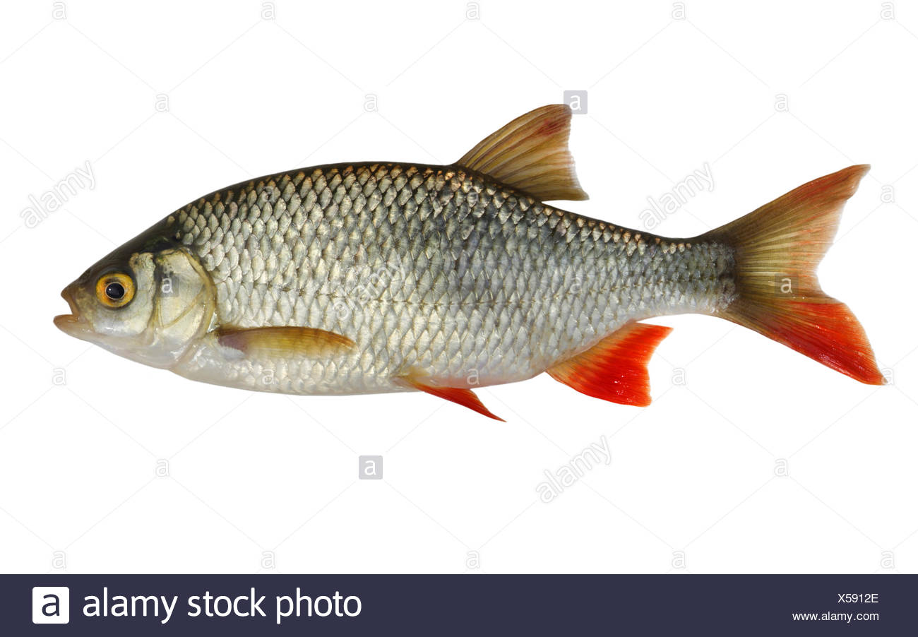 Rudd Silver Fish High Resolution Stock Photography and Images Alamy