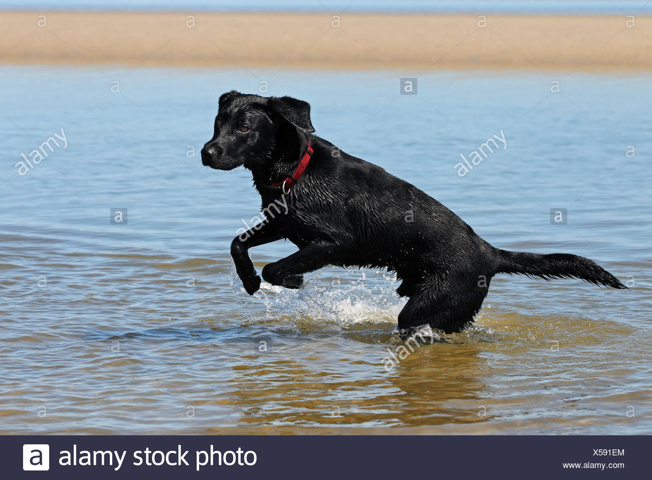 labrador water dog