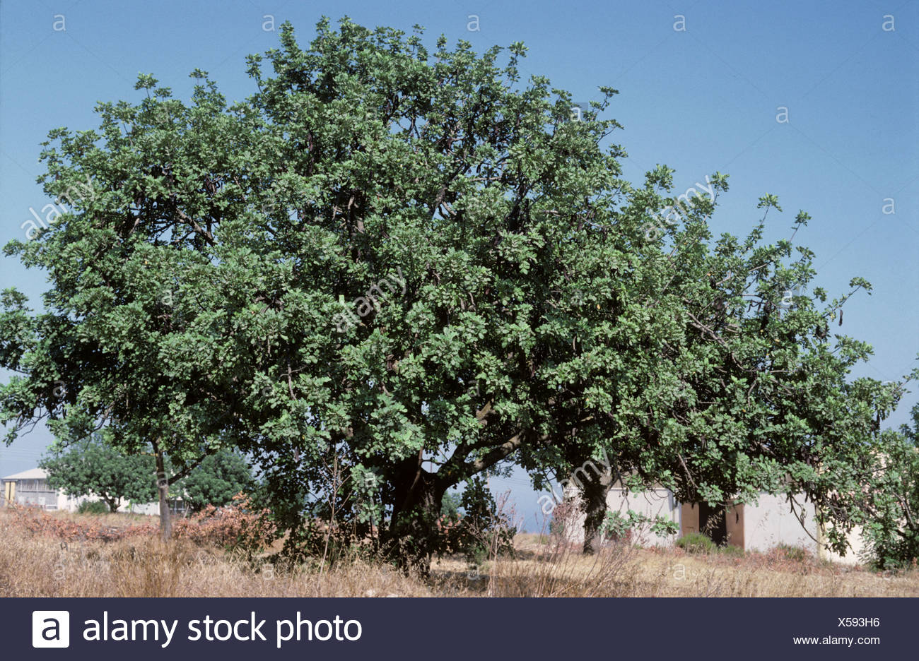 Carob Trees Stock Photos & Carob Trees Stock Images Alamy