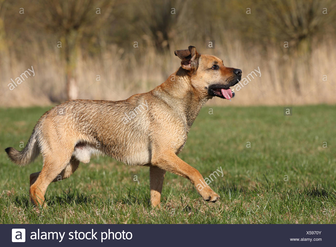 German Shepherd Mongrel High Resolution Stock Photography And Images Alamy