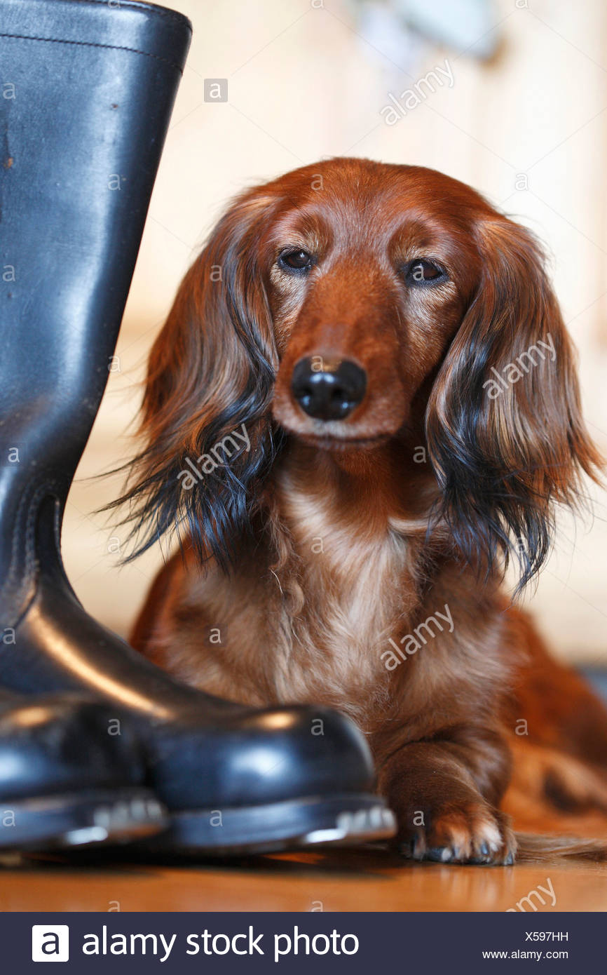 canis wear dog boots