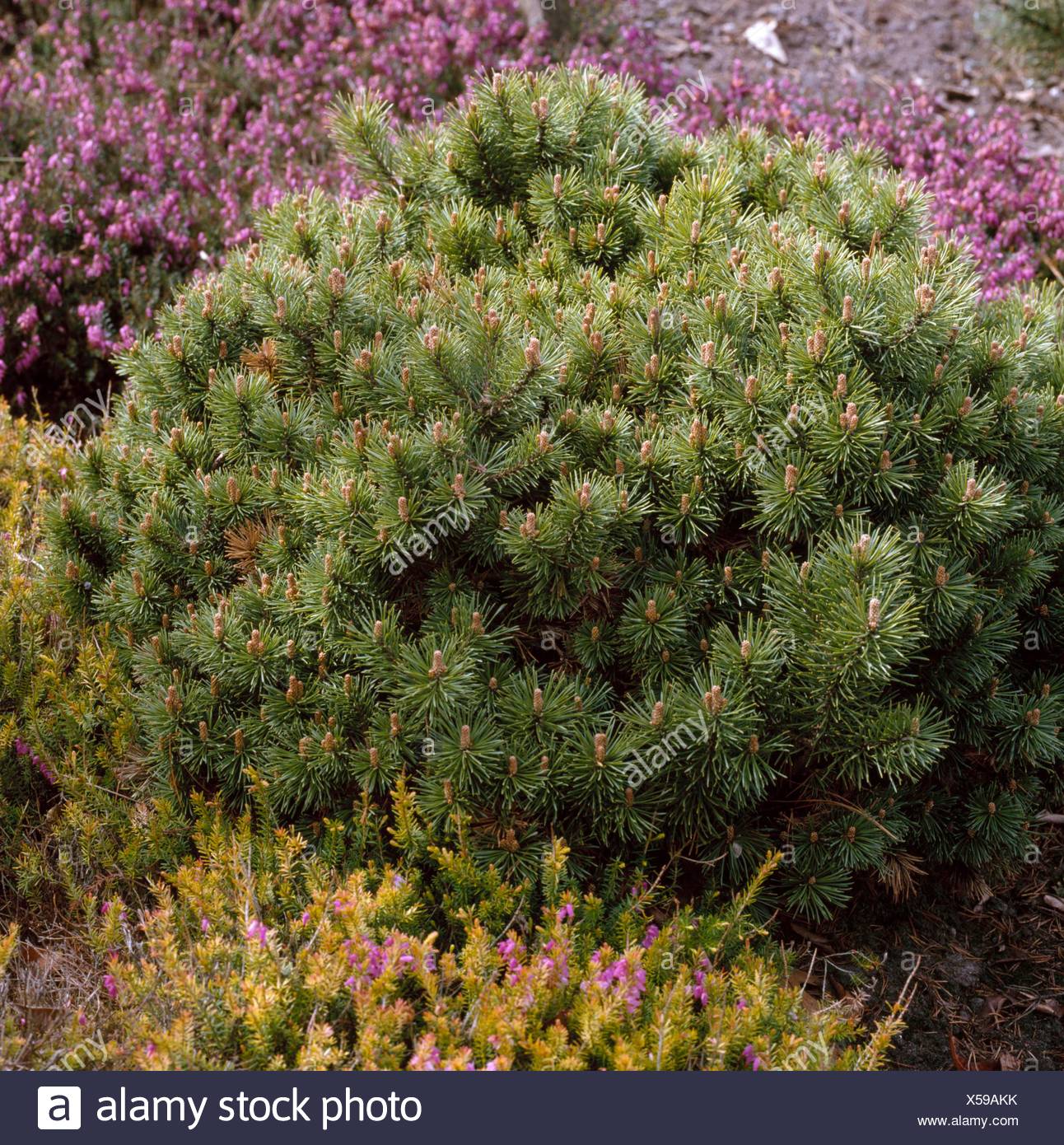 Pinus mugo - `Mini Mops' CON073292 Stock Photo - Alamy