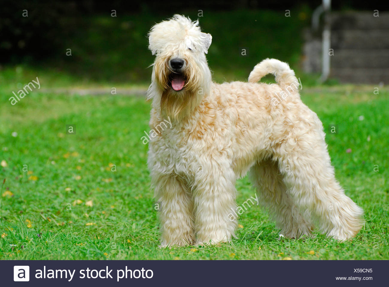 soft coated irish terrier