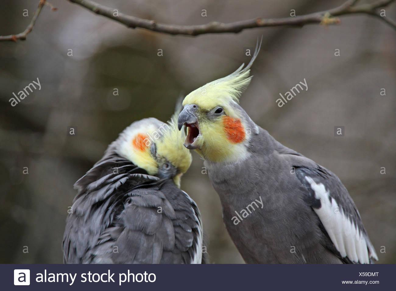 Two Cockatiels Stock Photos & Two Cockatiels Stock Images Alamy