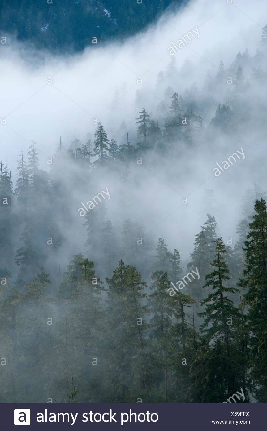 Forest Fog Over The River And Through The Woods Scenic Byway Willamette National Forest Oregon Stock Photo Alamy