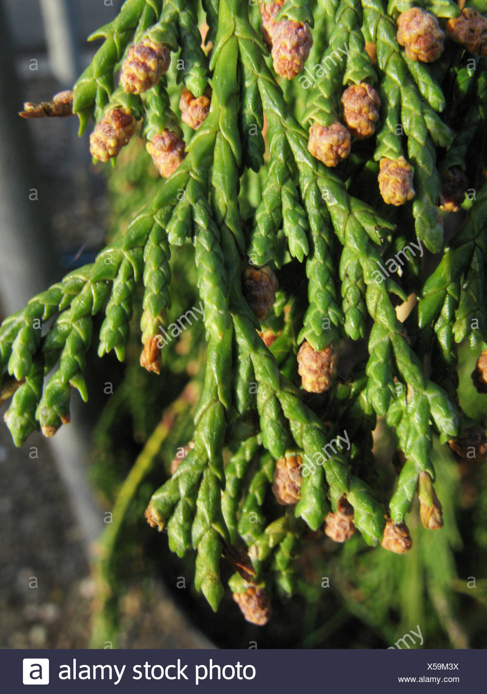 Weeping Yellow-cedar (Cupressus nootkatensis 'Pendula', Cupressus nootkatensis Pendula, Chamaecyparis nootkatensis 'Pendula', Chamaecyparis nootkatensis Pendula), branch with mal flowers - Stock Image