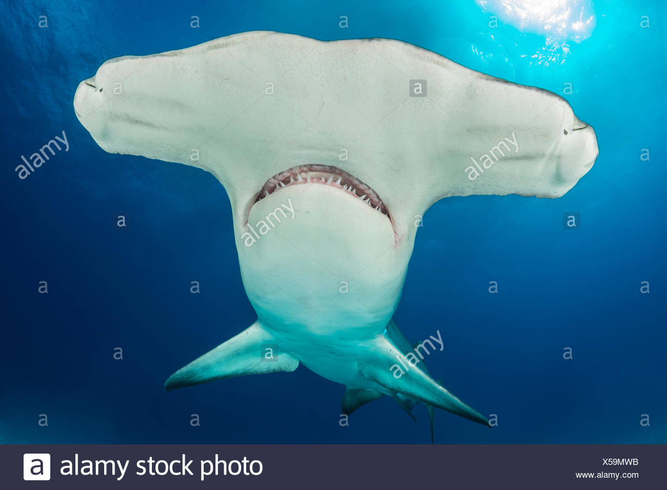 Ampullae Of Lorenzini Stock Photos & Ampullae Of Lorenzini Stock Images Alamy