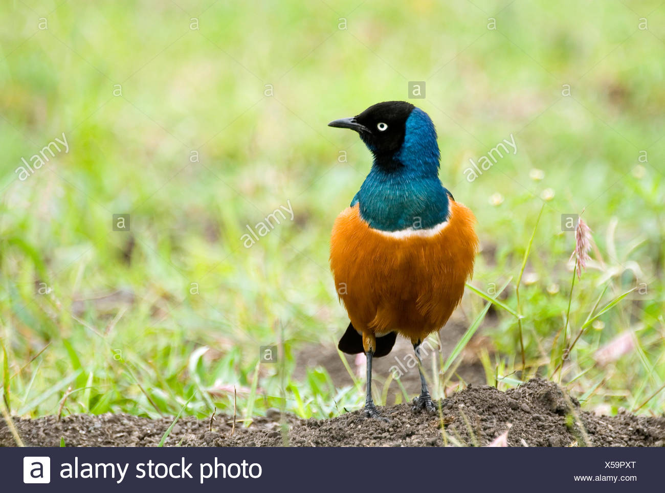 Blue Birds in Kenya