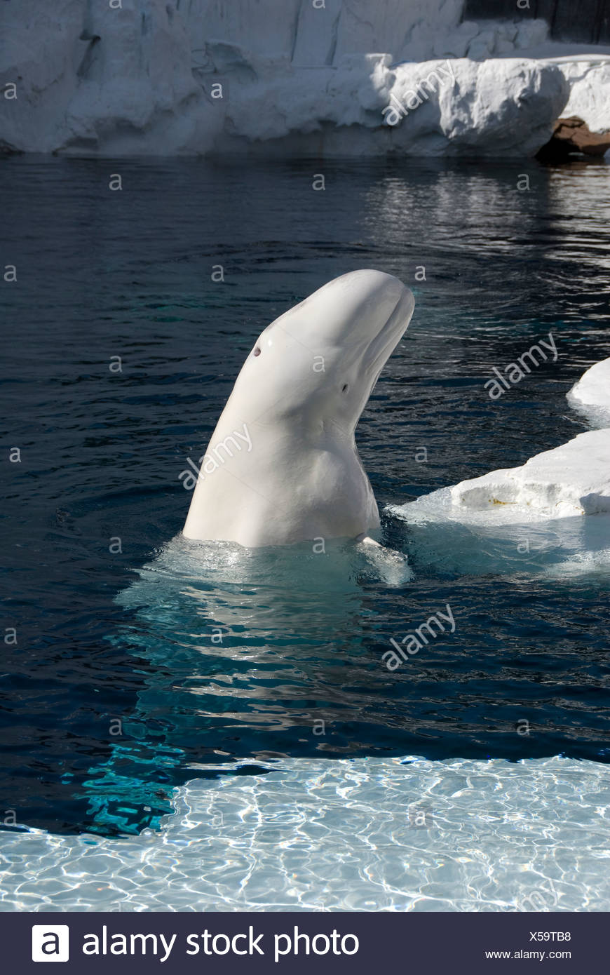 Beluga Whale High Resolution Stock Photography and Images - Alamy