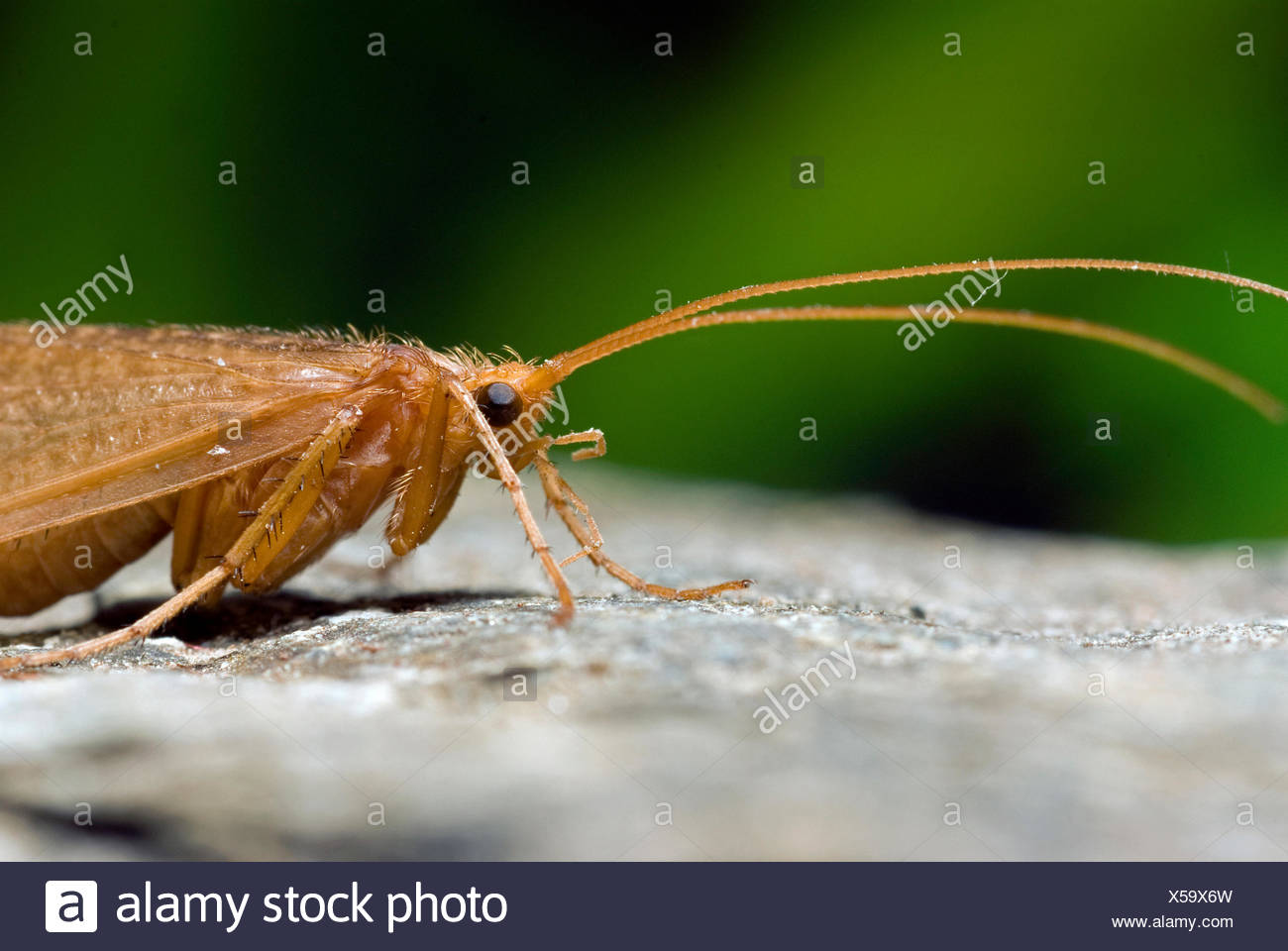 Caddis Flies High Resolution Stock Photography and Images Alamy