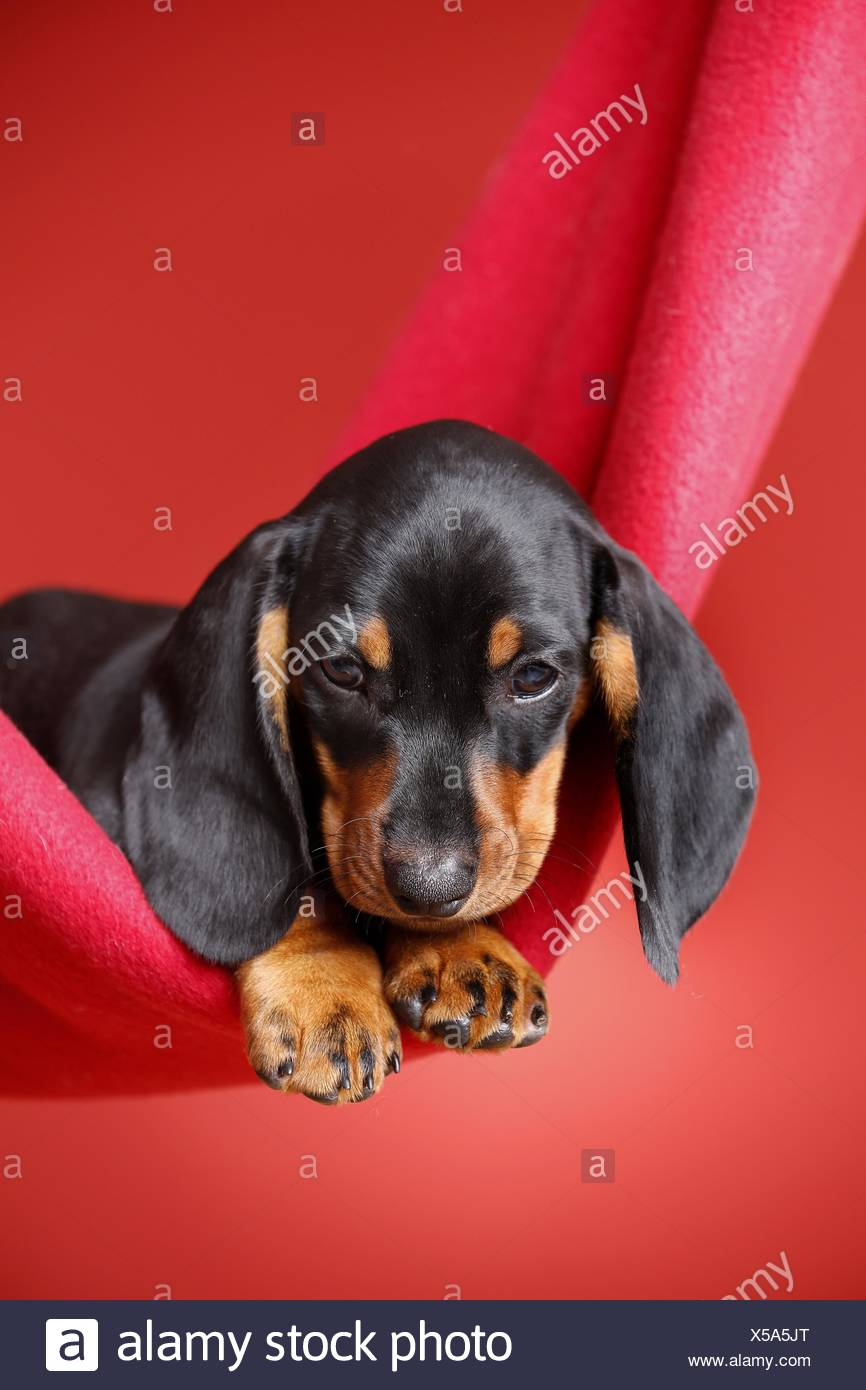 Shorthaired Dachshund Puppy Stock Photo 278663136 Alamy