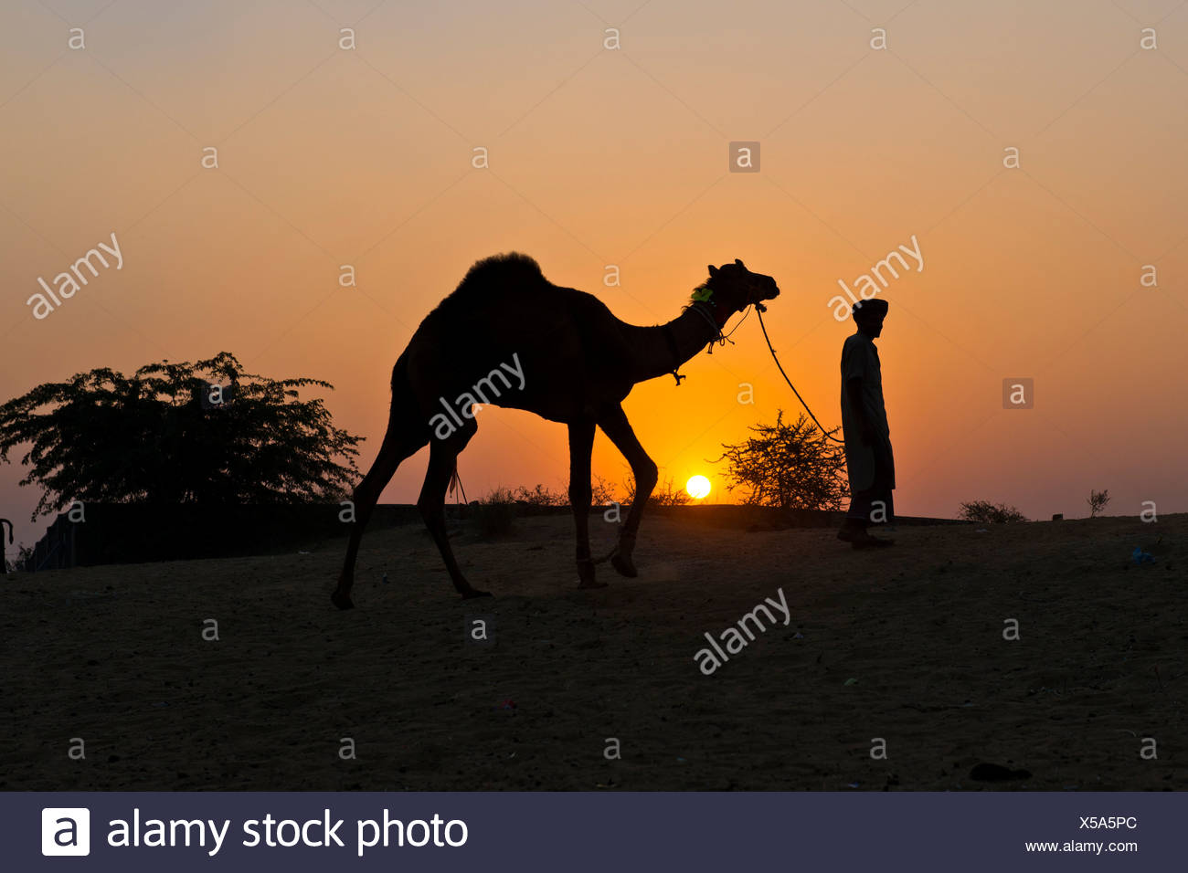 Sunset Silhouette Of A Man Holding The Reins Of His Camel Pushkar Camel Fair Pushkar Rajasthan India Stock Photo Alamy