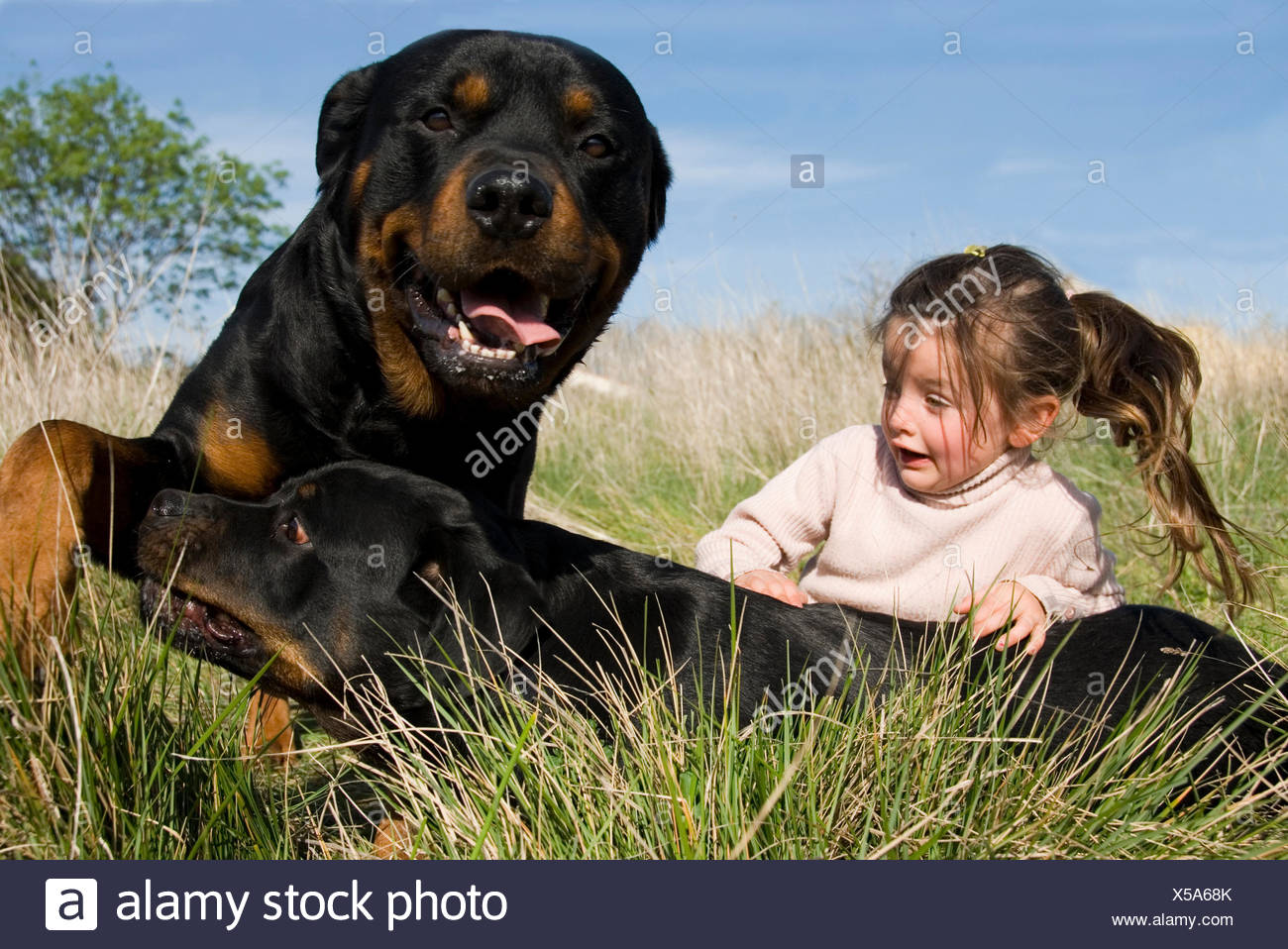 Dog Rottweiler Child Girl Girls Danger Big Large Enormous Extreme