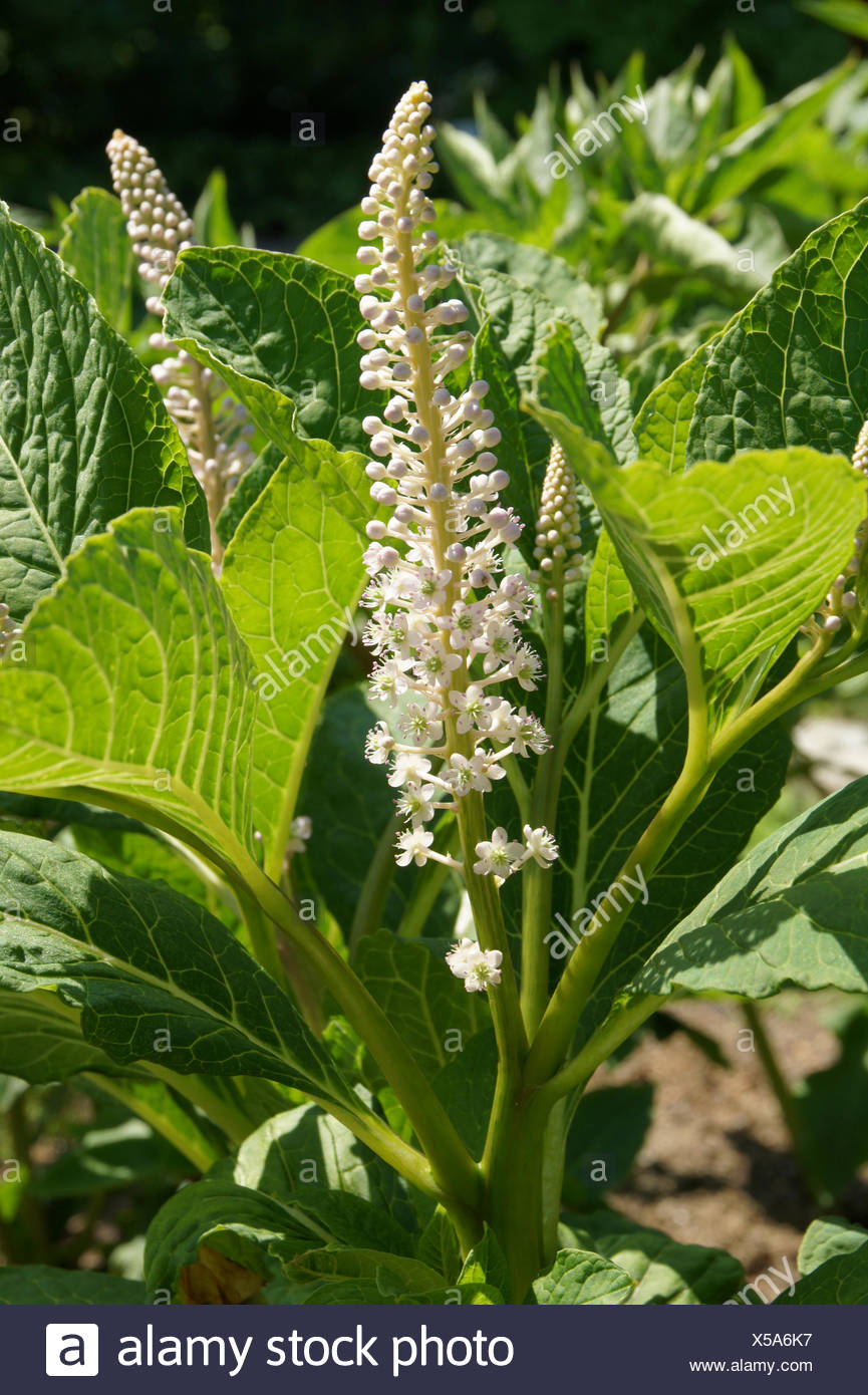 Polk Salad High Resolution Stock Photography and Images Alamy