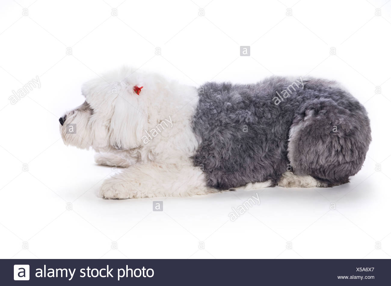Old English Sheepdog On White Background Stock Photo Alamy