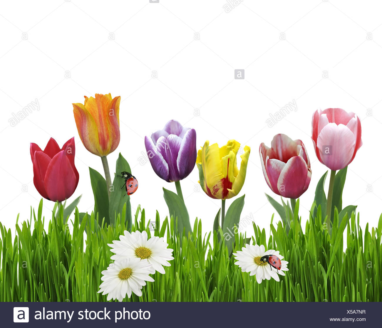 Daisy And Tulips High Resolution Stock Photography and Images Alamy