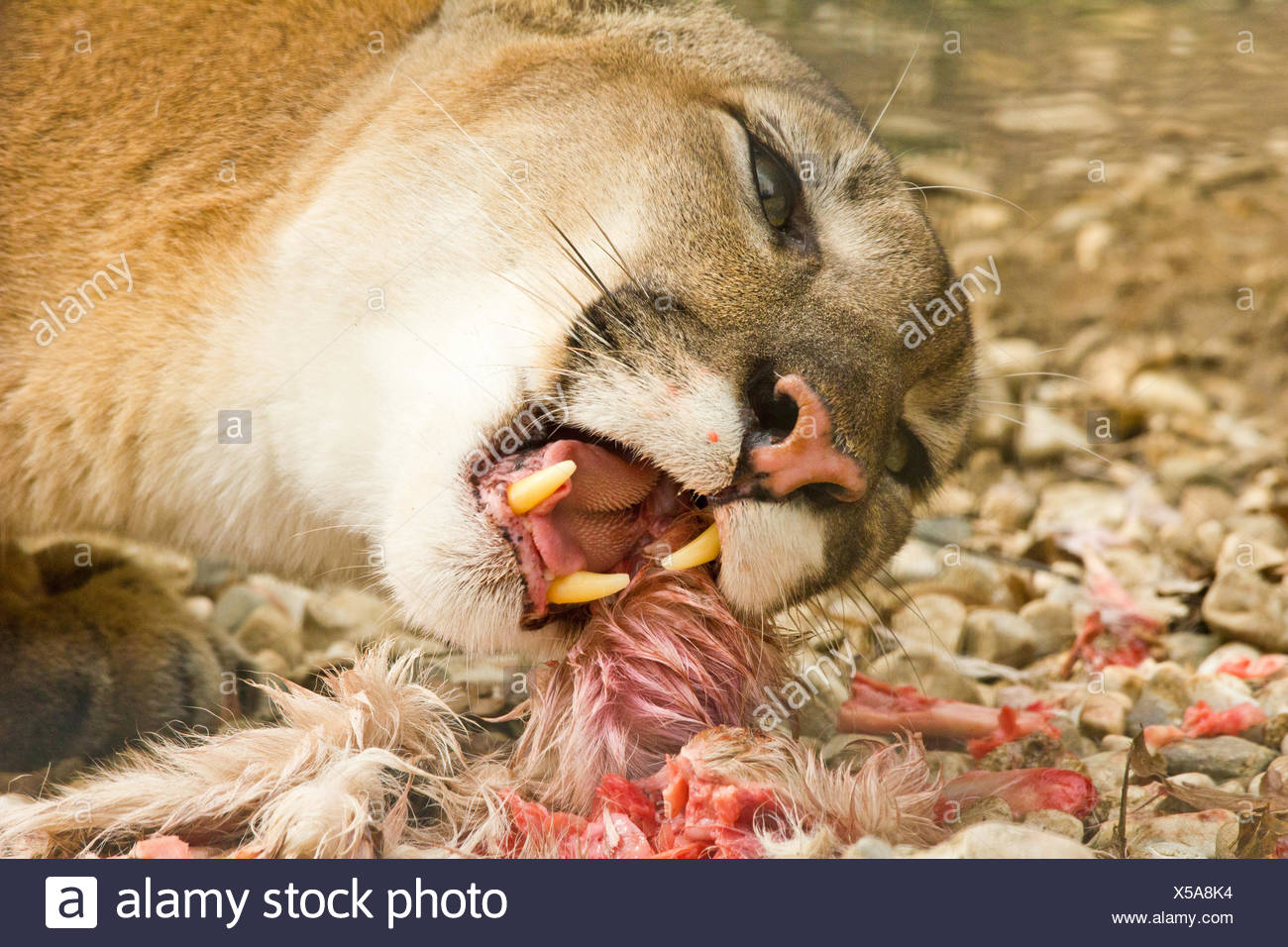 what eats a puma