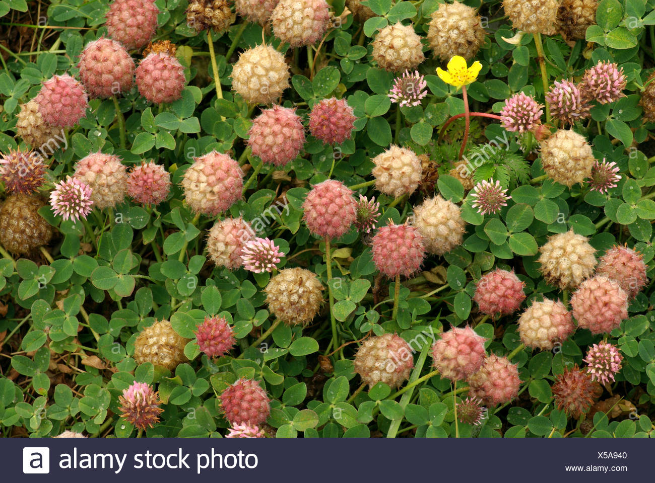 Strawberry Clover High Resolution Stock Photography and Images Alamy