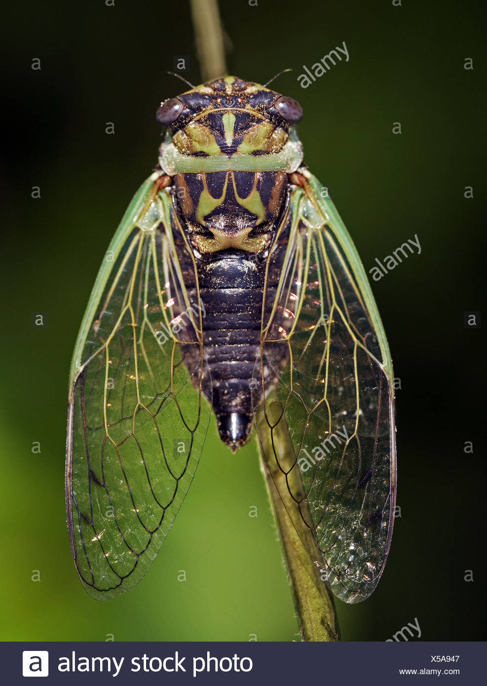 dog-day cicada dog-day cicada