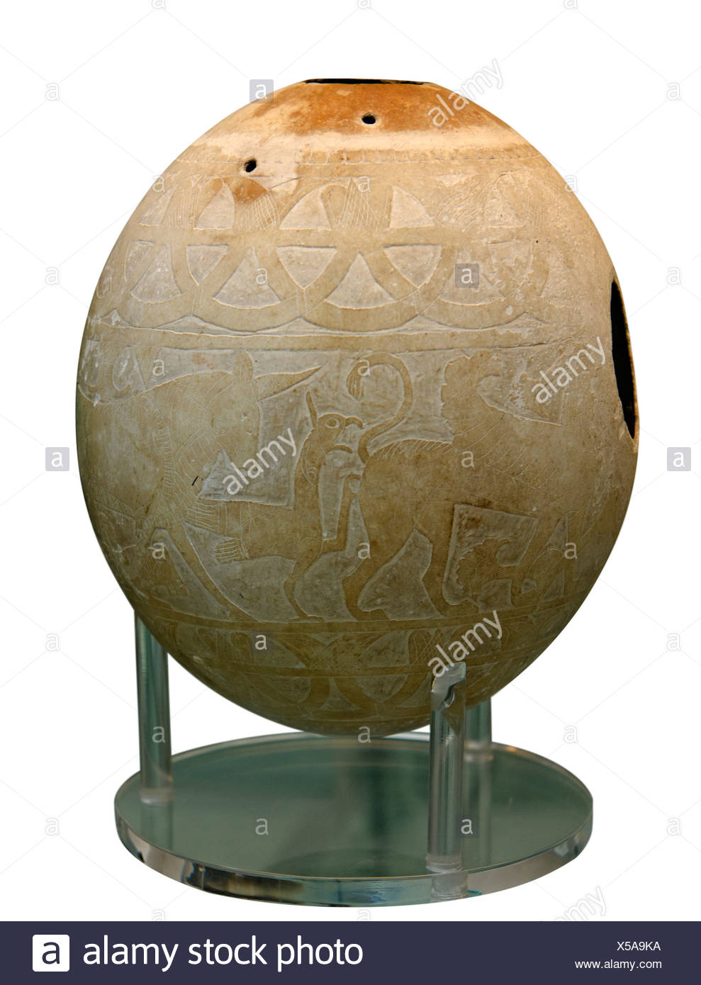 Ostrich Egg Stock Photos Ostrich Egg Stock Images Alamy