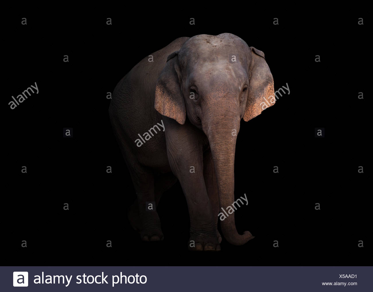 41+ The Elephant In The Dark Images
