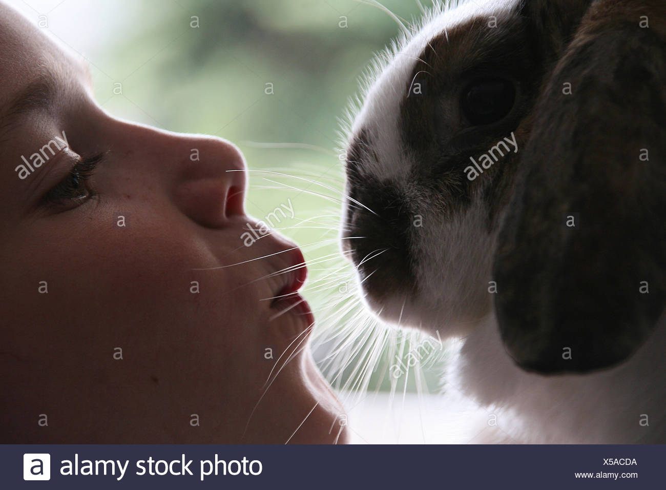 Download Page 3 Bunny Kiss High Resolution Stock Photography And Images Alamy