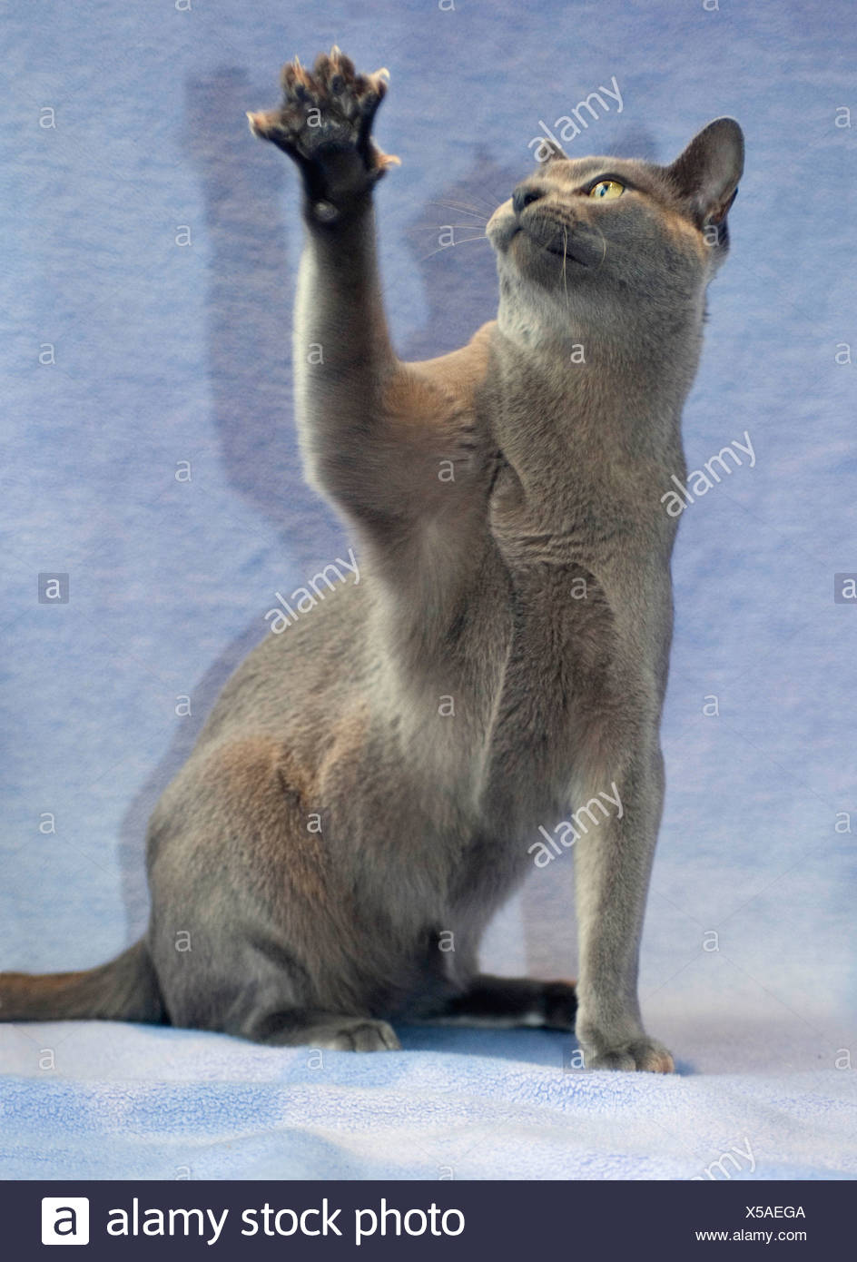 Burmese cat with paw raised Stock Photo - Alamy