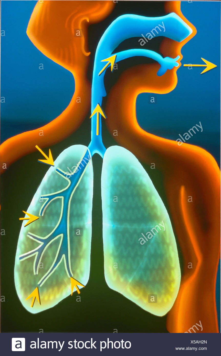 Nasal Cavity Drawings High Resolution Stock Photography and Images - Alamy