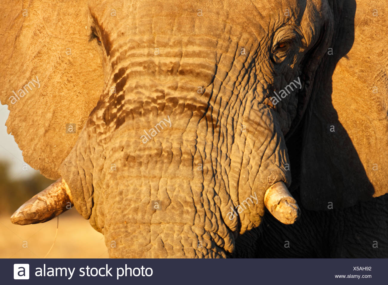 Broken Tusks High Resolution Stock Photography and Images Alamy
