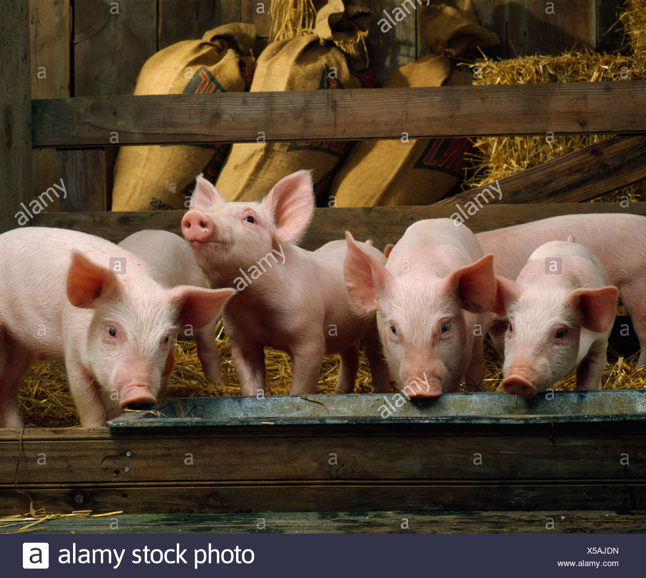 Swine 6 Stock Photos Swine 6 Stock Images Alamy