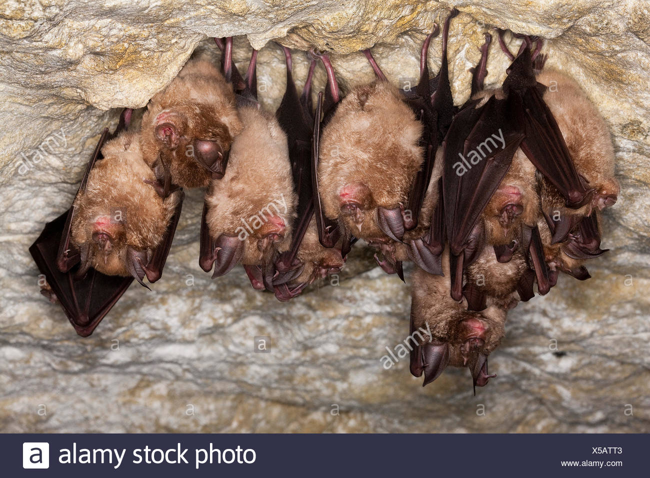 Hibernating Animal Stock Photos & Hibernating Animal Stock Images Alamy