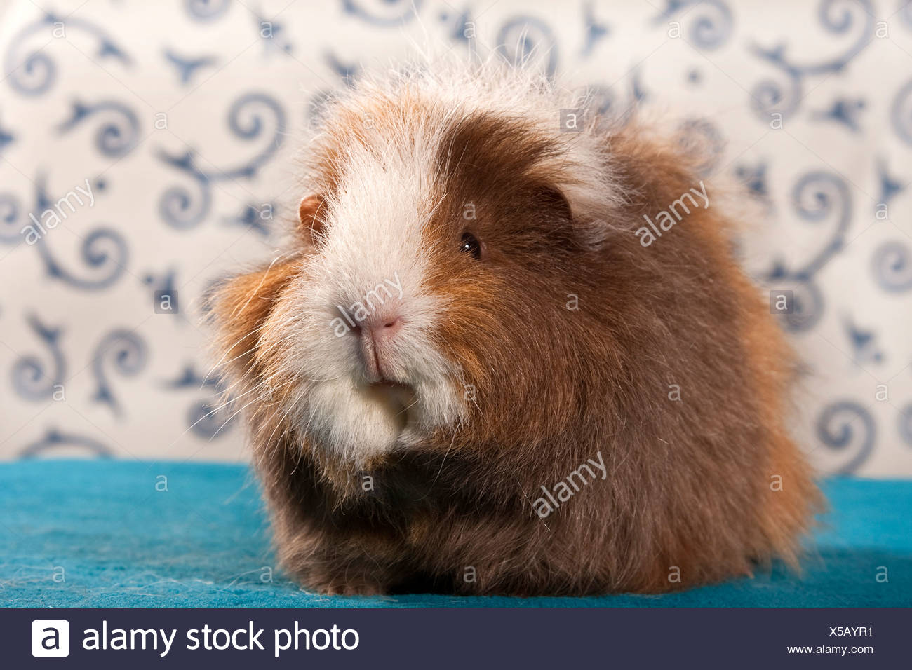 swiss teddy guinea pig