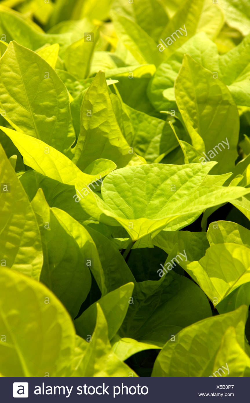 Sweet Potato Vine Plant Stock Photo Alamy