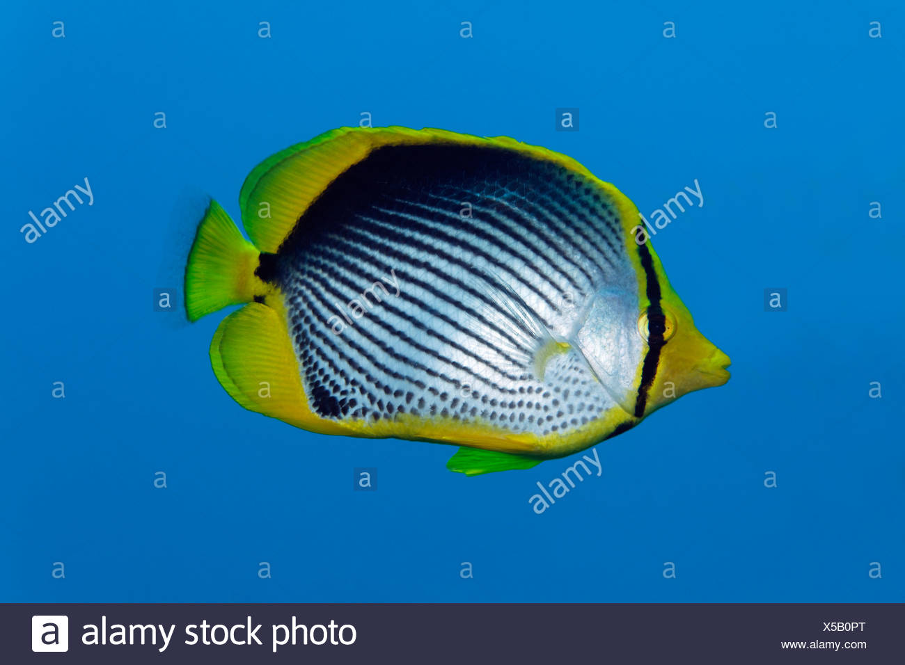 Black Backed Butterflyfish Or Blackback Butterflyfish Chaetodon Melannotus In The Blue Sea Hashemite Kingdom Of Jordan Jk Stock Photo Alamy